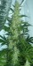 295px-Cannabis_flowering.jpg